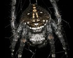 Tiết lộ bí mật của loài nhện tạo ra sợi tơ bền nhất thế giới