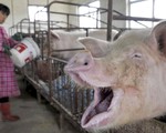 Trung Quốc thừa nhận thiếu sót trong kiểm soát dịch tả lợn châu Phi