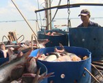 Giá cá tra thấp nhất 10 năm qua