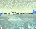 Sông Tô Lịch nước trong, nhìn rõ đáy bùn phân hủy nhờ công nghệ Nhật Bản