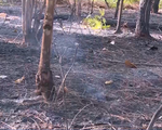 Cháy rừng thông tại TT - Huế