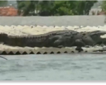 Ấn Độ: Cá sấu nằm trên mái nhà trong trận lụt