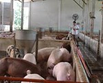 Giá thịt lợn hơi tăng mạnh