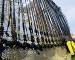 Bỉ chính thức cấm đánh bắt cá bằng xung điện