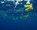 Phát hiện “ổ” hạt vi nhựa ở Bắc Đại Tây Dương