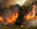 Cháy rừng Amazon ở mức kỷ lục
