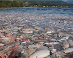 Cá hồi Alaska chết hàng loạt vì biến đổi khí hậu
