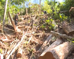 Bắt quả tang trưởng thôn tham gia phá rừng tại Đắk Lắk