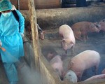 Công tác phòng chống dịch tả lợn châu Phi có nhiều chuyển biến tích cực