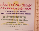 Chè Shan tuyết cổ thụ được công nhận là cây di sản Việt Nam