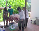 Quảng Nam: Dịch tả lợn Châu Phi bùng phát phức tạp