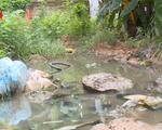 Khu giãn dân Phú Thọ 10 năm không có đường thoát nước thải