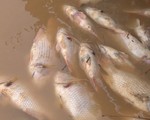 70 tấn cá sắp thu hoạch ở TT-Huế chết trắng lồng
