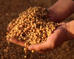 Argentina vui mừng trước thỏa thuận nhập khẩu đậu nành của Trung Quốc