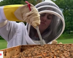 Người Anh giảm căng thẳng bằng phương pháp nuôi ong