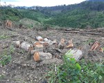 Lâm Đồng: Khẩn trương điều tra vụ phá rừng chiếm đất