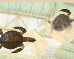 Bảo vệ rùa biển trước mối nguy rác thải nhựa