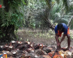 Đốt rừng trồng cọ dầu - Nguyên nhân gây cháy rừng hàng loạt ở Indonesia