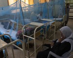 Bùng phát dịch sốt xuất huyết tại Pakistan, 20 người thiệt mạng