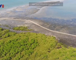 Quảng Nam khôi phục rừng ngập mặn ven biển