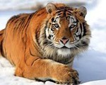 Tuần hành bảo vệ loài hổ Siberia