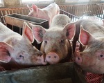 Hàn Quốc cảnh giác trước sự bùng phát dịch tả lợn châu Phi