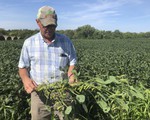 Mỹ hỗ trợ nông dân trồng đậu nành