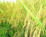 Hà Nội lựa chọn được 15 giống lúa chất lượng cao