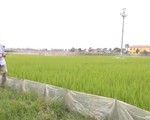Tiềm năng phát triển nông nghiệp hữu cơ tại Việt Nam