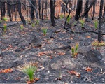 Hình ảnh chồi non sau cháy rừng Australia truyền cảm hứng cho người xem