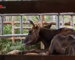 Vụ bò tót gầy trơ xương chuyển cho Vườn quốc gia Phước Bình nuôi dưỡng