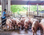 Giá lợn hơi dưới 70.000 đồng/kg, 1,7 triệu hộ chăn nuôi nhỏ lẻ gặp khó