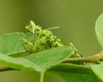 Bọ ngựa - Sát thủ vô hình, loài côn trùng bí ẩn