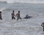 Sri Lanka cứu hộ hàng trăm con cá voi hoa tiêu mắc cạn