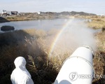 Phát hiện thêm ổ dịch cúm gia cầm H5N8 độc lực cao tại Hàn Quốc