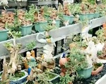 Lạ mắt với bộ sưu tập tiểu cảnh, bonsai mini đạt kỷ lục thế giới