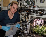 Phi hành gia... thu hoạch củ cải trên trạm ISS