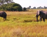 Botswana đấu giá giấy phép săn voi