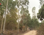 Hơn 7.000 ha rừng An Giang ở cấp cháy cực kỳ nguy hiểm
