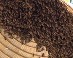 Theo chân thợ săn ong chúa lấy mật