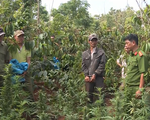 Phát hiện vụ trồng gần 1.200 cây cần sa trồng trong rẫy cà phê