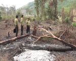 Khánh Hòa sẽ xử lý nghiêm vụ phá rừng căm xe Ninh Tây