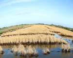 Hàng nghìn ha lúa trước nguy cơ bị mất trắng do hạn mặn