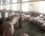 Liên Bộ Nông nghiệp - Công Thương triển khai nhiều biện pháp để giảm giá thịt lợn