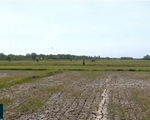 Hàng chục nghìn ha lúa ở ĐBSCL bị thiệt hại: Do hạn mặn hay lỗi từ bà con nông dân?