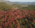 Khó khăn trong bảo vệ rừng thông tại Lâm Đồng