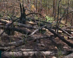 Tái diễn tình trạng phá rừng, lấn chiếm đất rừng trái phép tại Lâm Đồng