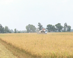 Nông dân đồng bằng sông Cửu Long được mùa lúa dù hạn mặn gay gắt
