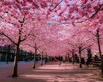 Nhật Bản hủy Lễ hội Hoa anh đào vì COVID-19
