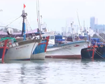 Khó khăn của ngư dân khi giá cá ngừ giảm mạnh